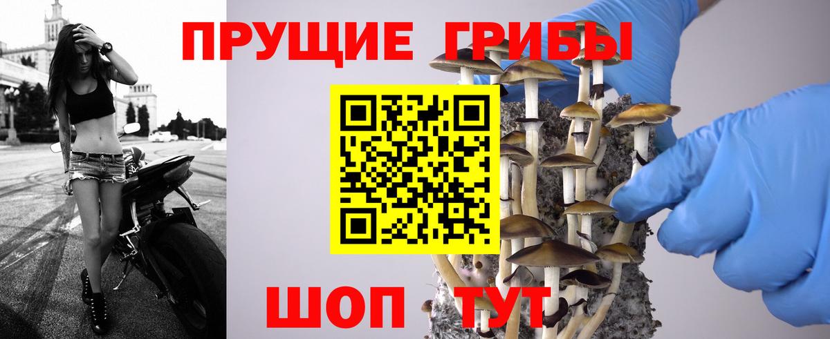 Псилоцибиновые грибы GOLDEN TEACHER Балабаново